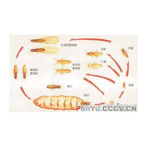 面议 宝贝详情 产品货号 品牌               科达白蚁虫害防治愚限